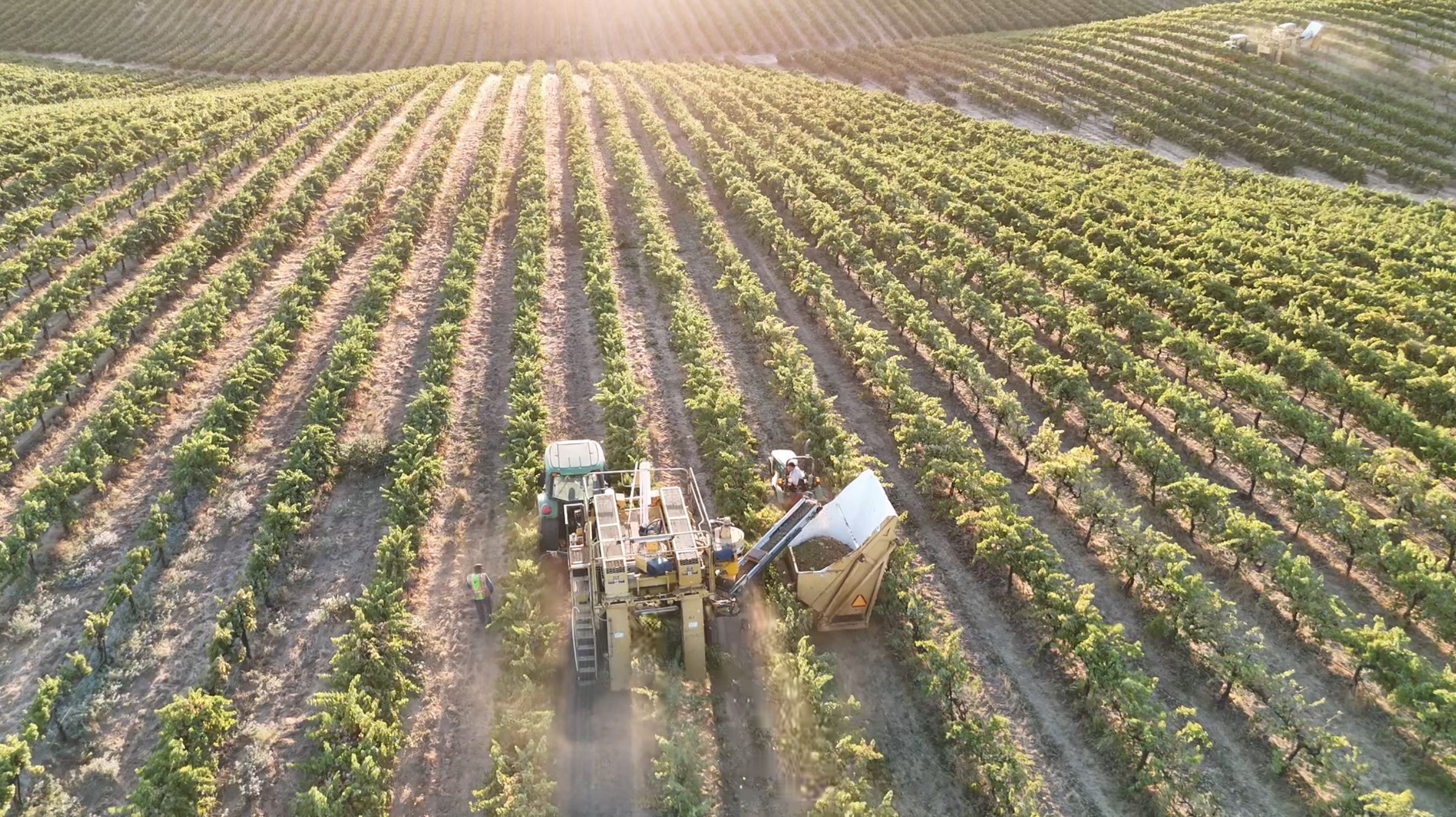 Javadi Wines estate vineyard in Paso Robles